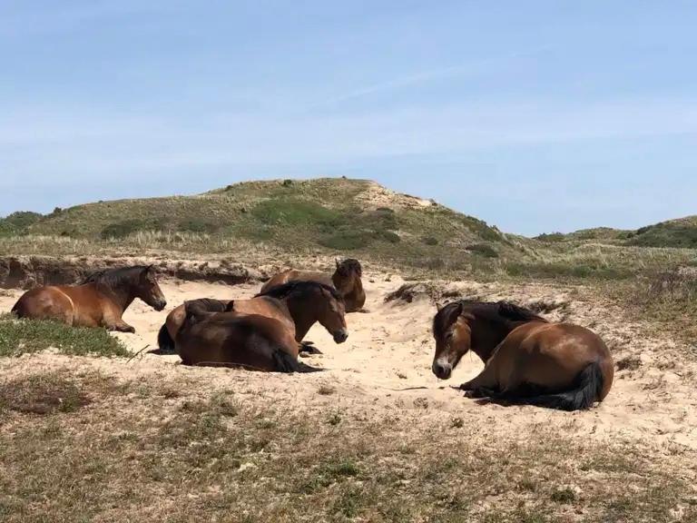 Willa De Bosrand Grenzend Aan Het Bos Castricum Zewnętrze zdjęcie
