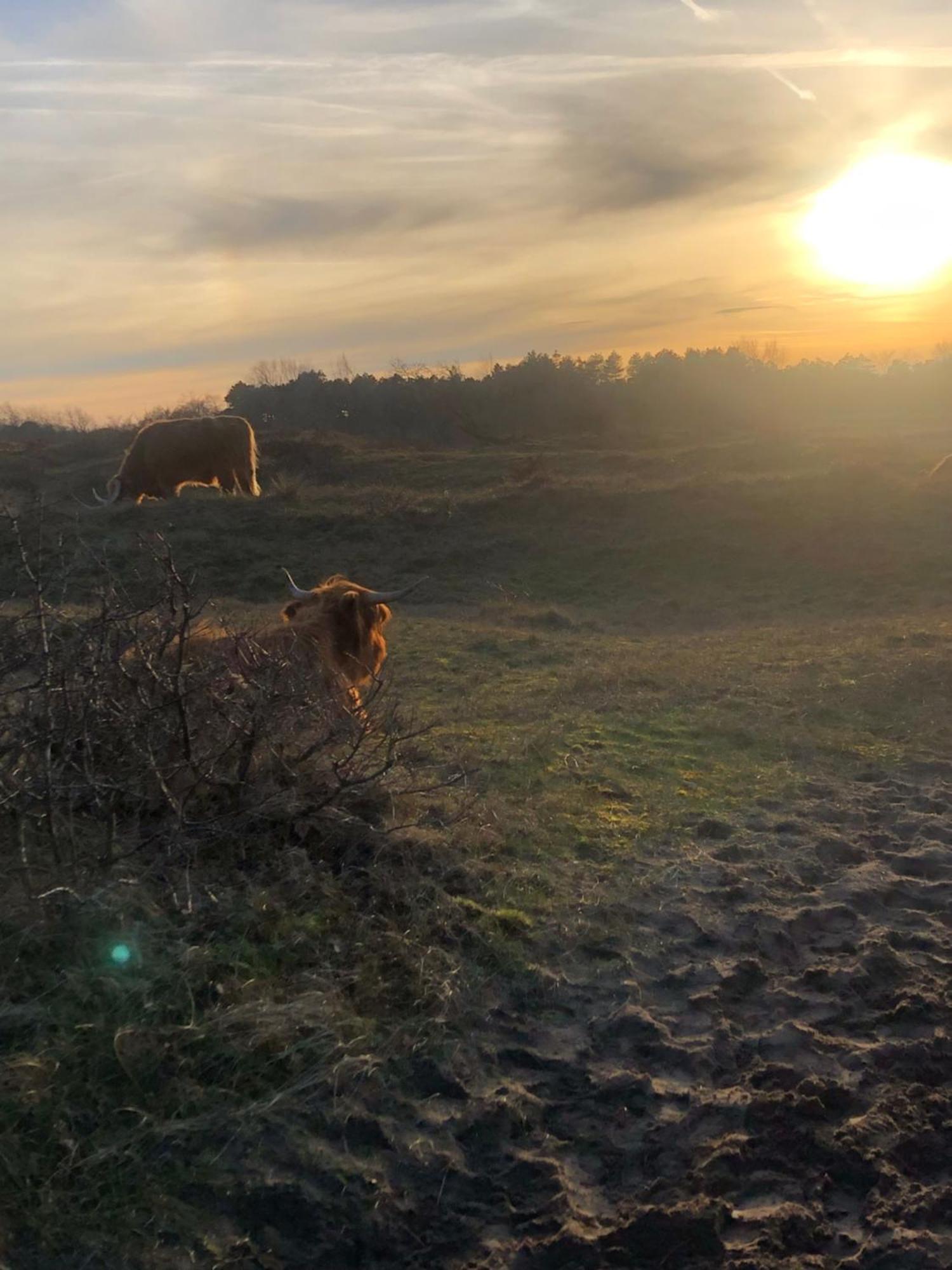 Willa De Bosrand Grenzend Aan Het Bos Castricum Zewnętrze zdjęcie