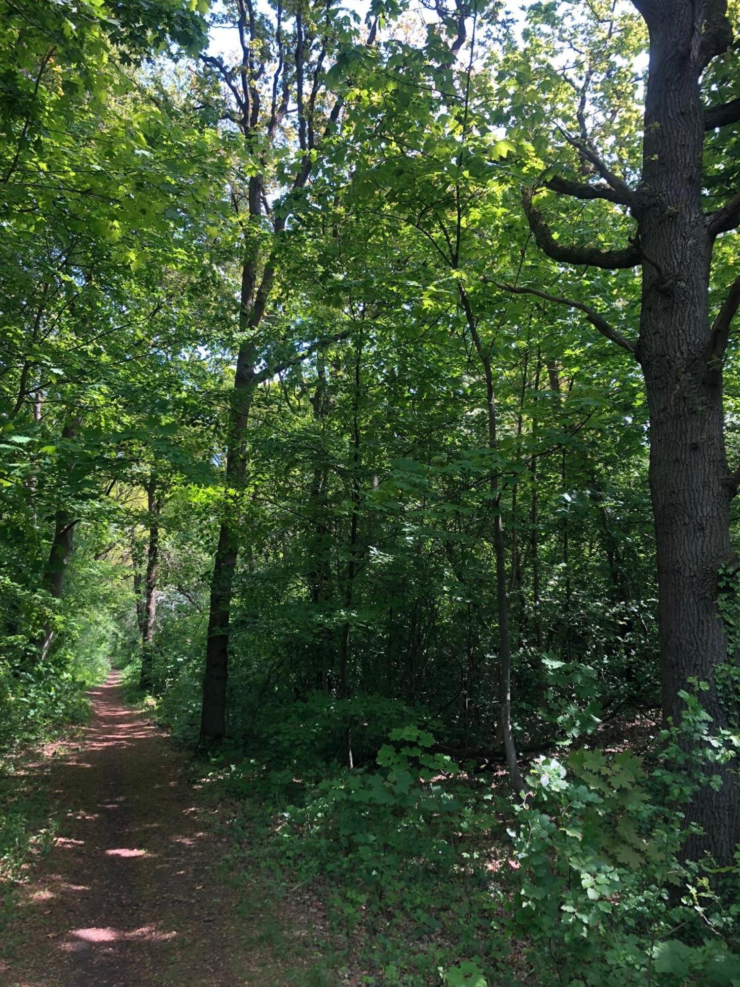 Willa De Bosrand Grenzend Aan Het Bos Castricum Zewnętrze zdjęcie